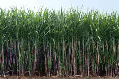 sugarcane